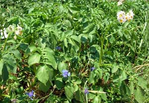 Photo-potatoes-and-flowers-France